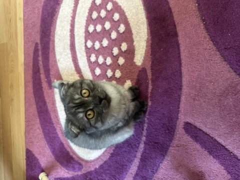 6 aylık scottish fold erkek