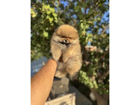 Ayı surat pomeranian boo yavruları
