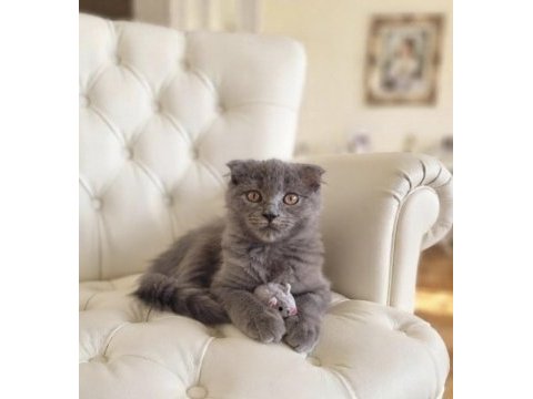 Sevimli scottish fold kız