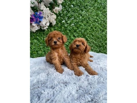 Toy poodle bebekler