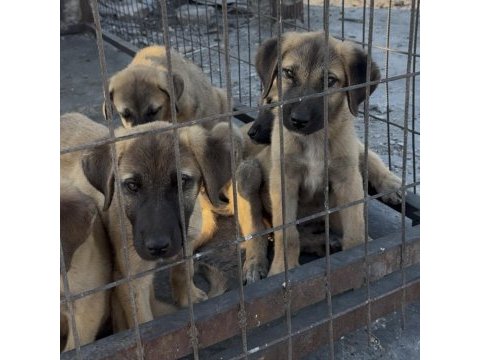 Saf kangal yavruları 2 aylık