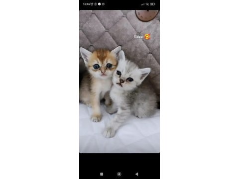 5 adet yavru mevcut british shorthair