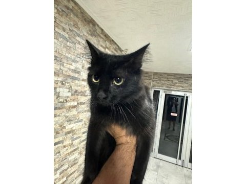 Oyuncu uslu dost canlısı kedimiz