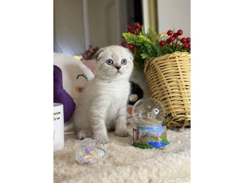 Safkan scottish fold bebekler