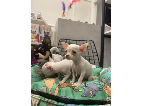 Ped eğitimli aşılı chihuahua kızlarımız