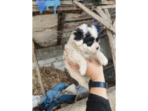 Maltese terrier yavrular