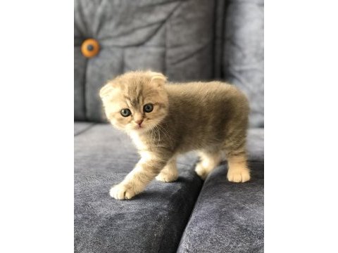 Scottish fold dişi yavru kedimiz rezerve edilebilir