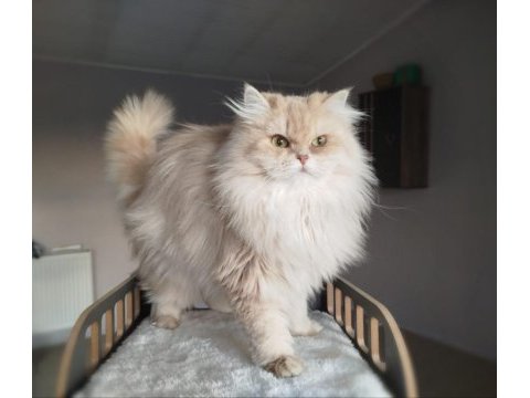 British longhair yetişkin dişi