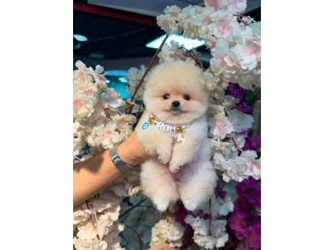 Orjinal ayı surat pomeraninan boo