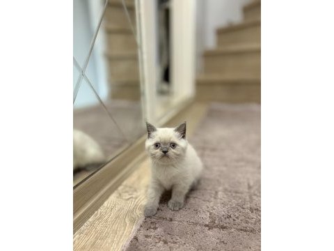 Brıtısh shorthair blue point yavrularım 