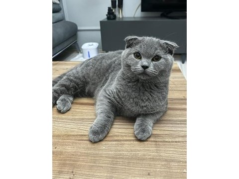 Acil sahiplendirme scottish fold açıklamayı okuyun lütfen