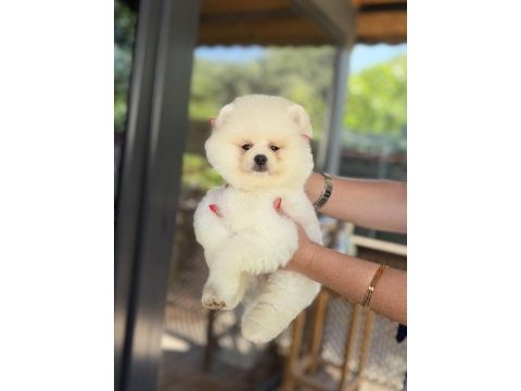 Üst düzey show kalite pomeranian boo