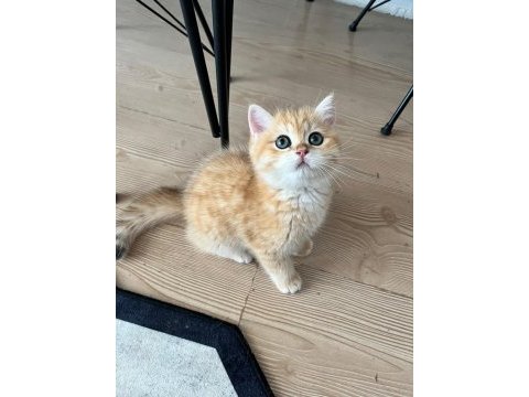 Safkan british shorthair golden ny12 erkek yavru