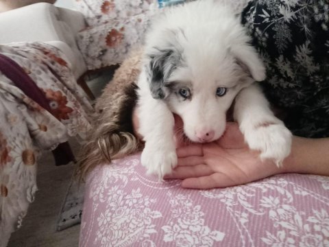6 aralık doğumlu border collie yavrular rezerveye açıktır