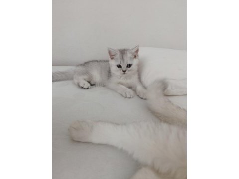 British shorthair yavrularımız