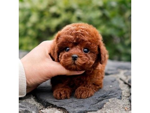 Antıalerjık toy poodle bebeklerım