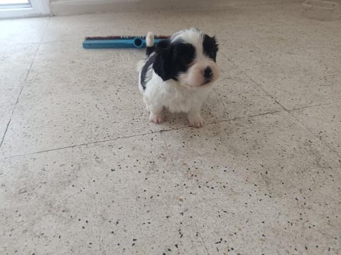 Shih tzu kırması kucuk ırk buyumeyen yavru