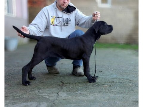 Şecereli full aşılı cane corso yavrular