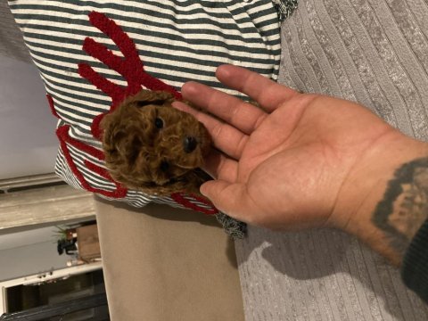 Irk ve sağlık garantili poodle bebeklerimiz