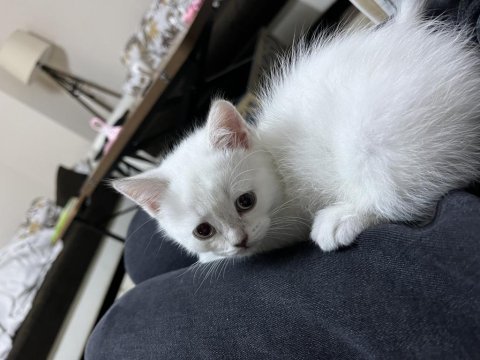 British shorthair ve scottish fold blue point 2 aylık