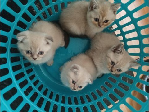 Scottish fold blue point & british shorthair 5 adet yavru
