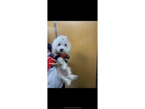Dişi maltese terrier
