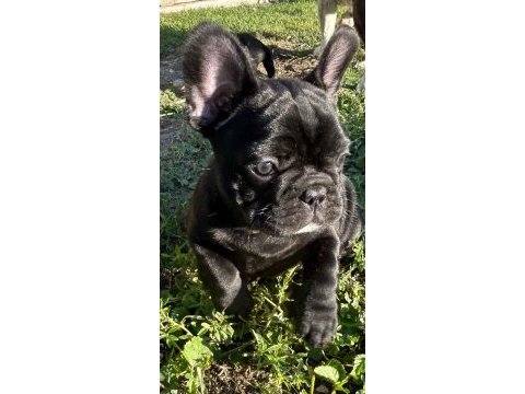 A kalite french bulldog yavrularımız
