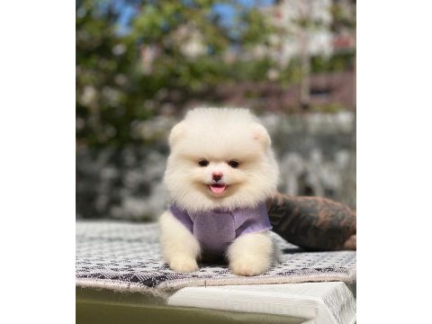 Pomeranian boo 2.5 aylık dişi erkek