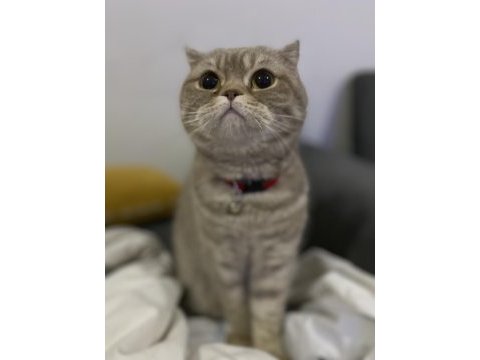 Kedimiz peri kızım