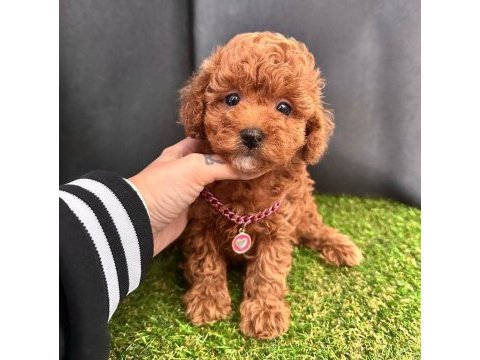 Sevimli toy poodle yavrularımız