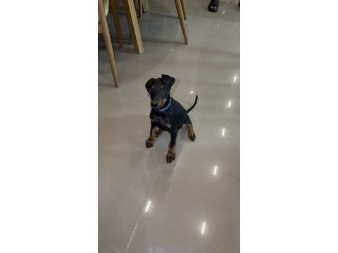 Saf kan 2 aylık doberman