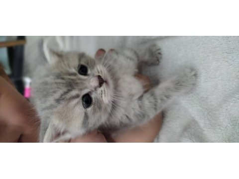 British shorthair 1 aylık