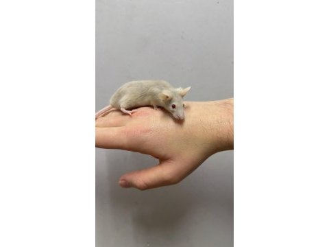 Lab - rat - dumbo rat - panda mice adrese teslim mevcut