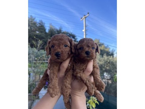 Dark/red brown toy poodle yavrular