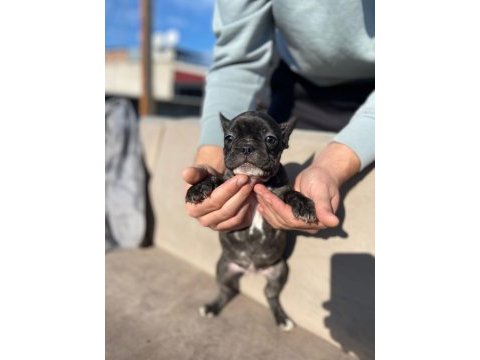 Haskan french bulldog yavrularımızı sahiplendiriyoruz