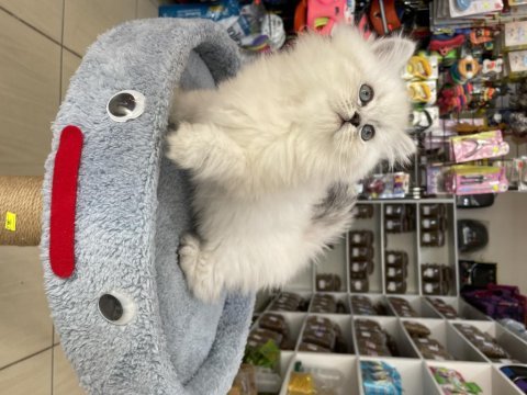 Scottish fold longhair brıtısh shortair