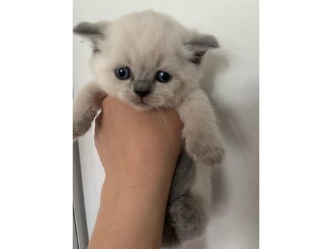 45 günlük teslime hazır british shorthair yavrular