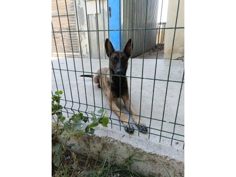 9 aylık dişi bol maskeli malinois