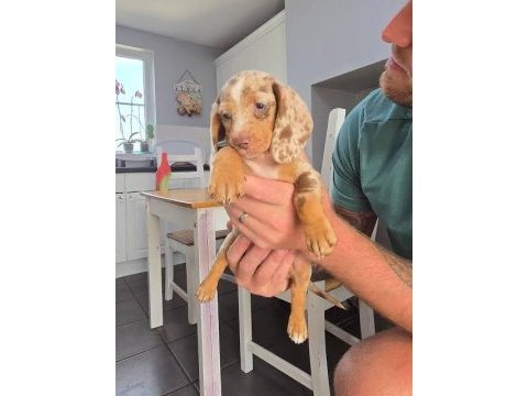 Birçok seçenek ile dachshund bebekler