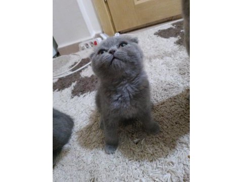 2 aylık scottish fold yavrular