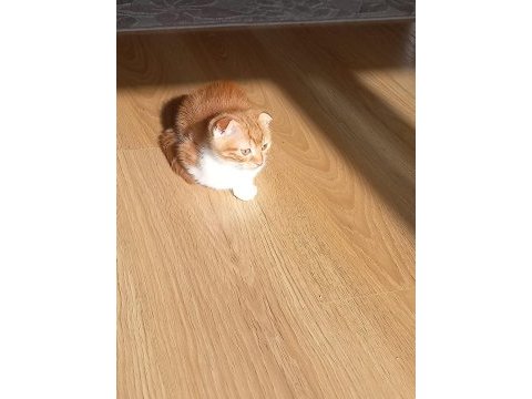 Oyunbaz bıcır scottish fold