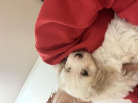 2 aylık erkek yavru maltese