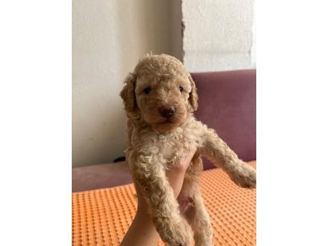 Apricot toy poodle