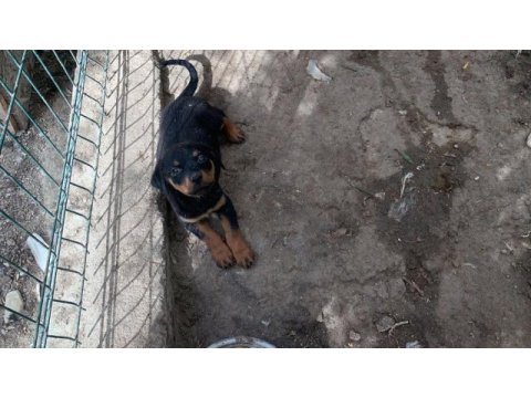 Yavru dişi rottweiler
