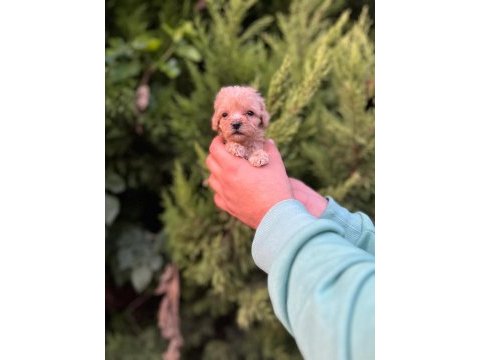 Her renk maltipoo yavrumuzu canlı görebilirsiniz