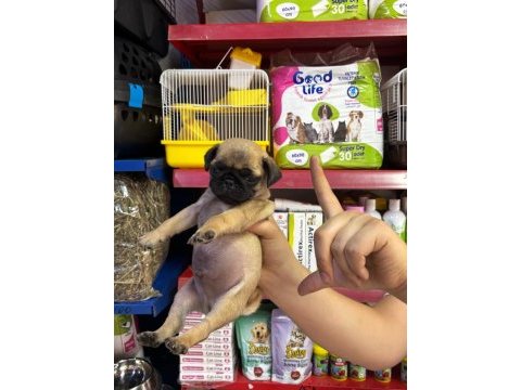 0 burun pug mops yavrularım hazır