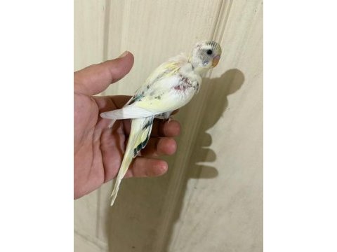 34 günlük kusursuz bebek muhabbet kuşu