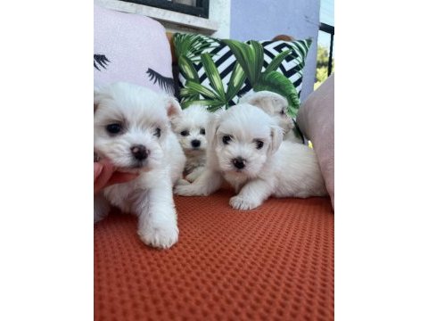 Sıfır numara maltese terrier