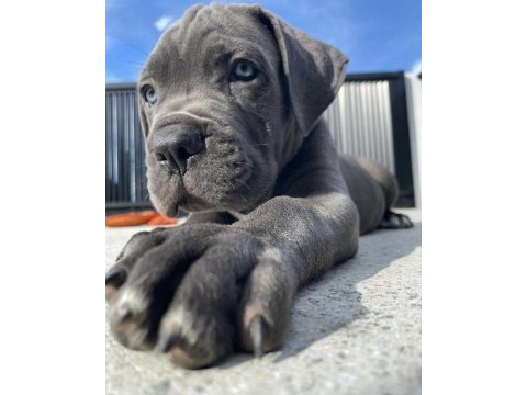 Safkan cane corso erkek dişi yavrularımız