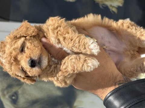Petmode köpek çiftliğinden tea cup maltipoo